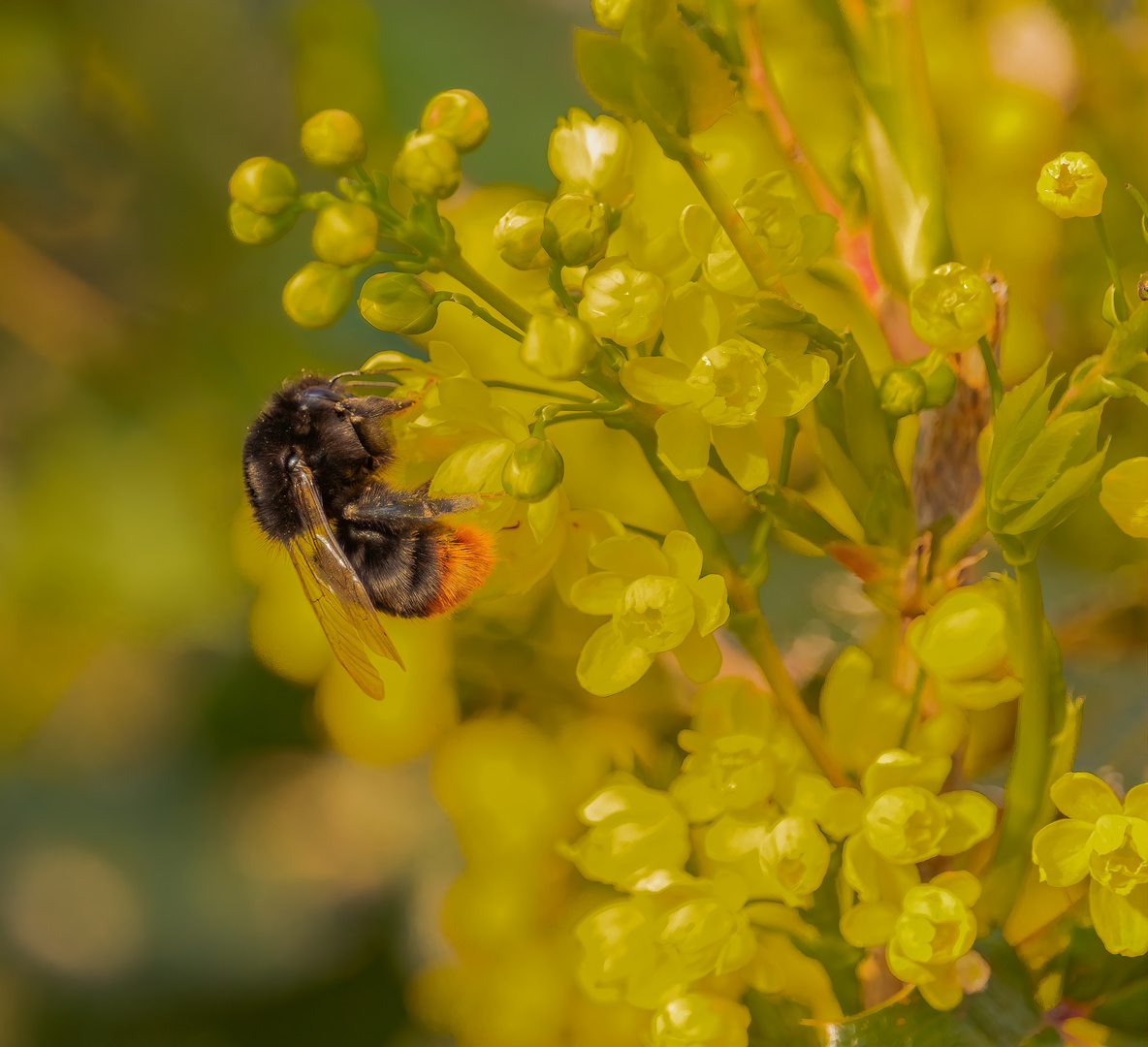 Hummel beim Nektarsaugen