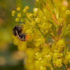 Hummel beim Nektarsaugen