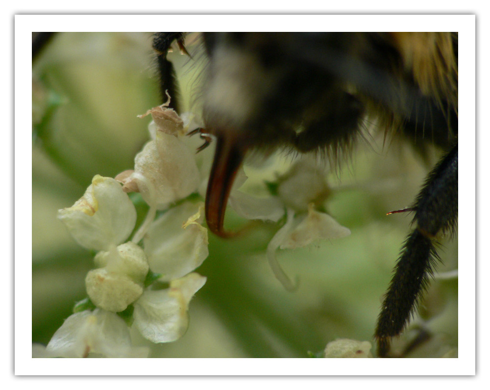 Hummel beim Nektartrunk