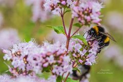 Hummel beim Pollen sammeln