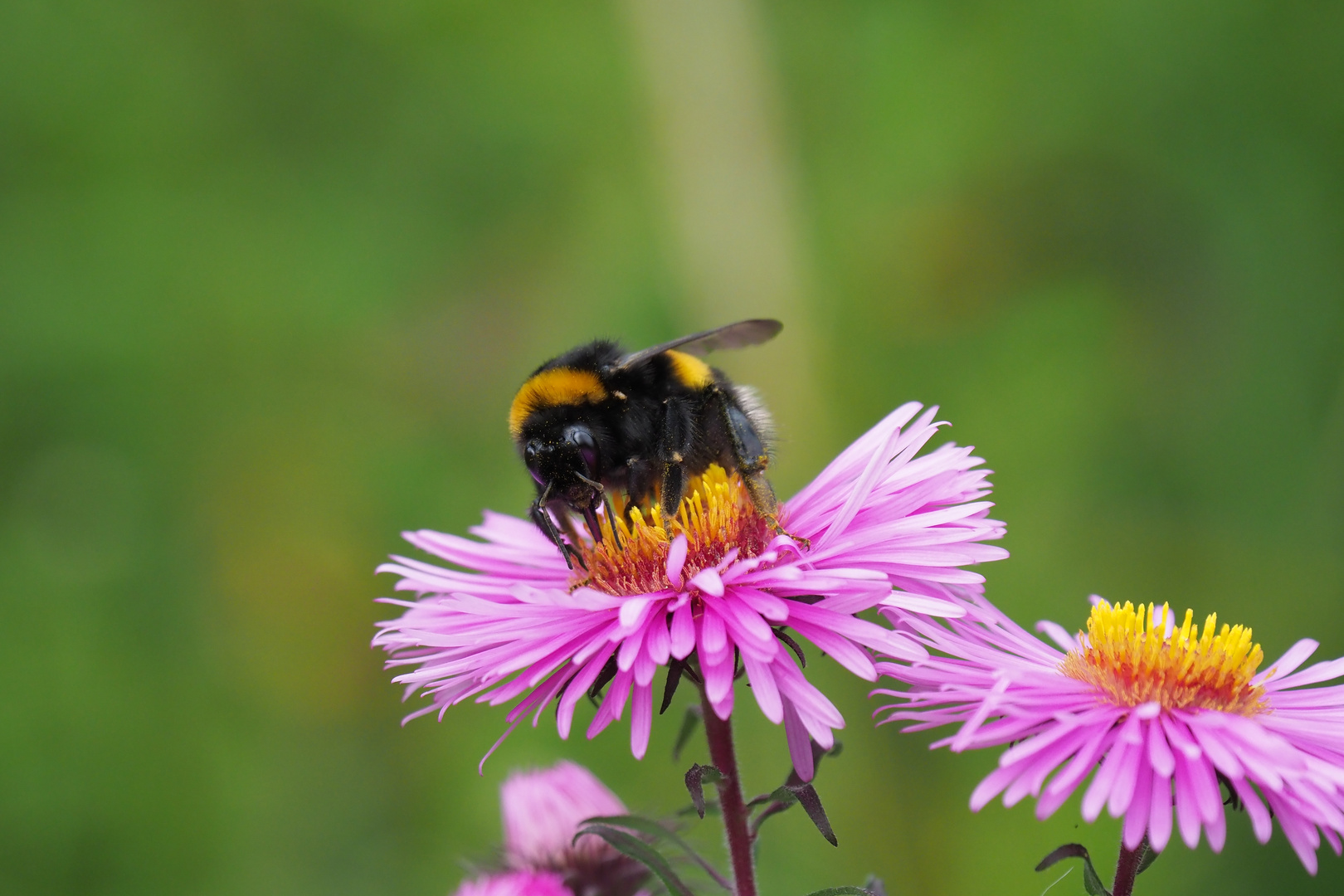 Hummel beim Pollensammeln