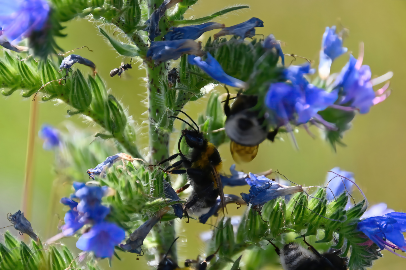 Hummel beim Putzen am Natterkopf