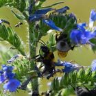 Hummel beim Putzen am Natterkopf