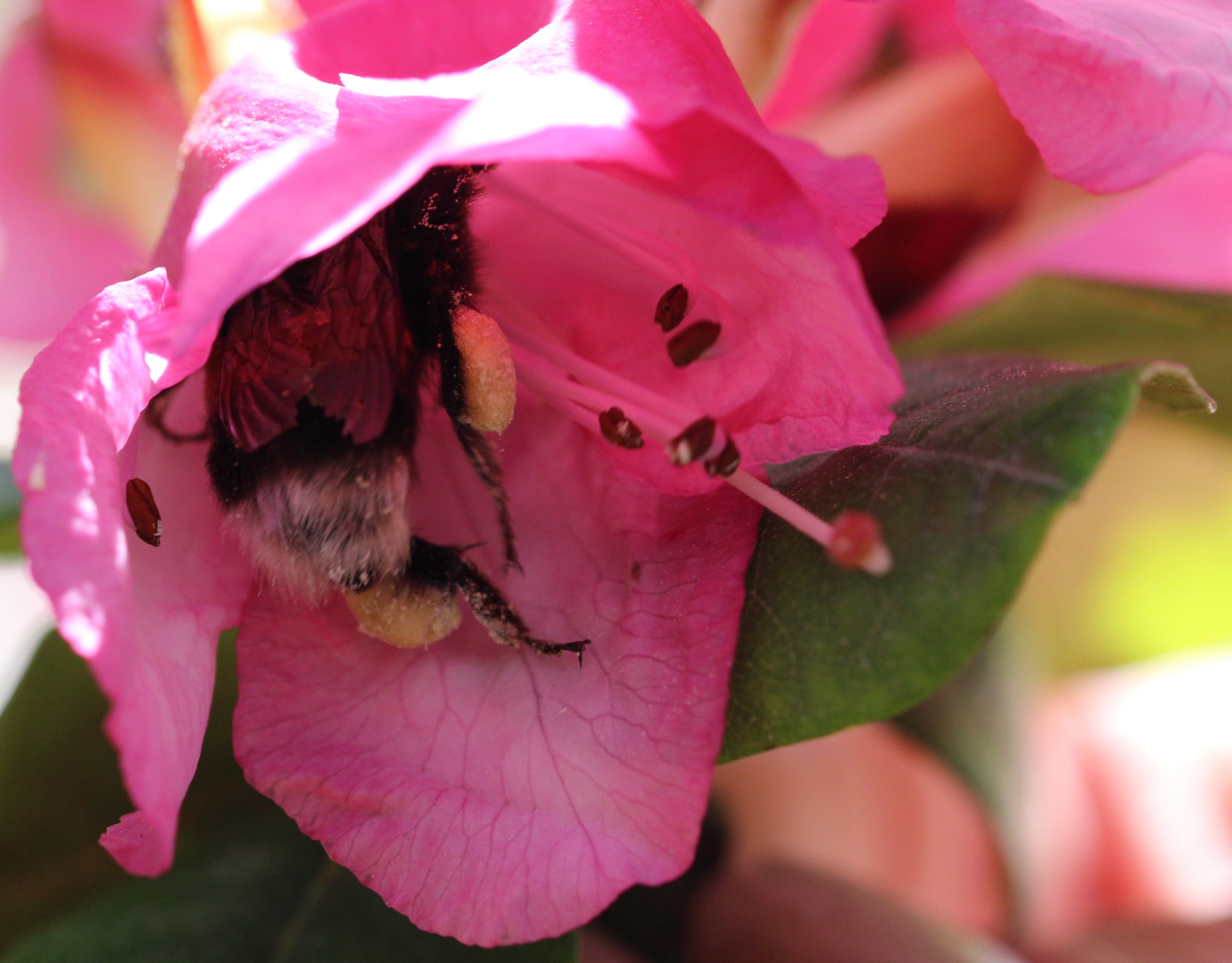 Hummel beim Sammeln