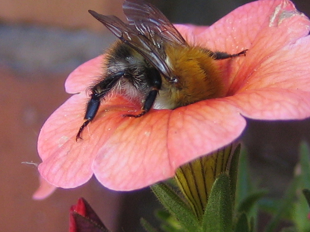 Hummel beim Sammeln