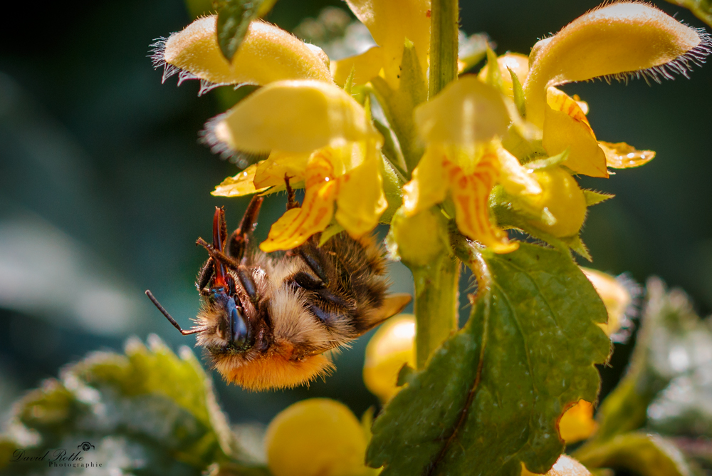 Hummel beim Sammeln