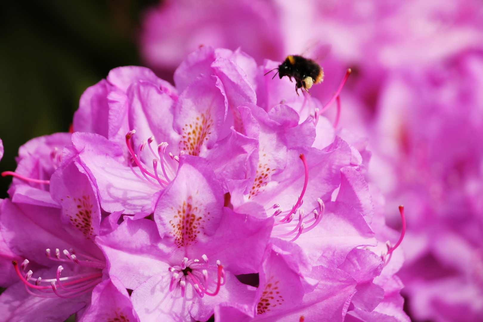 Hummel beim Sammeln