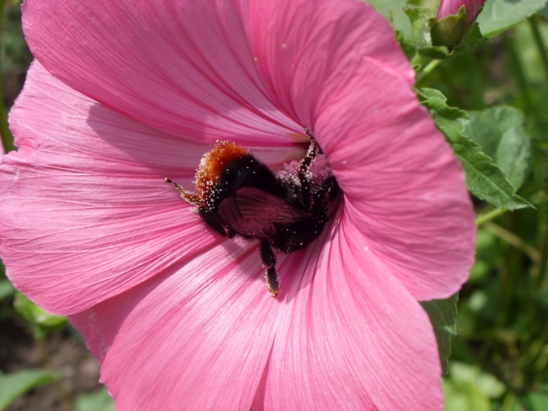 hummel beim sammeln von blütenstaub