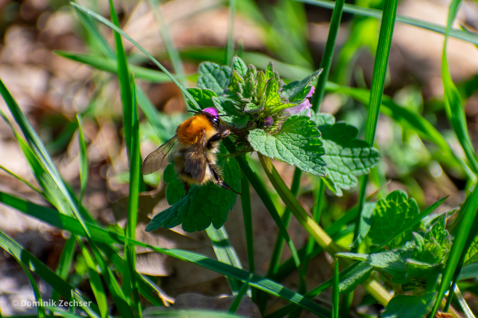 Hummel beim Sammeln von Nektar 1/2