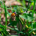 Hummel beim Sammeln von Nektar 1/2