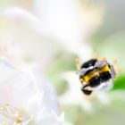 Hummel beim Sammeln von Nektar an einem Apfelbaum