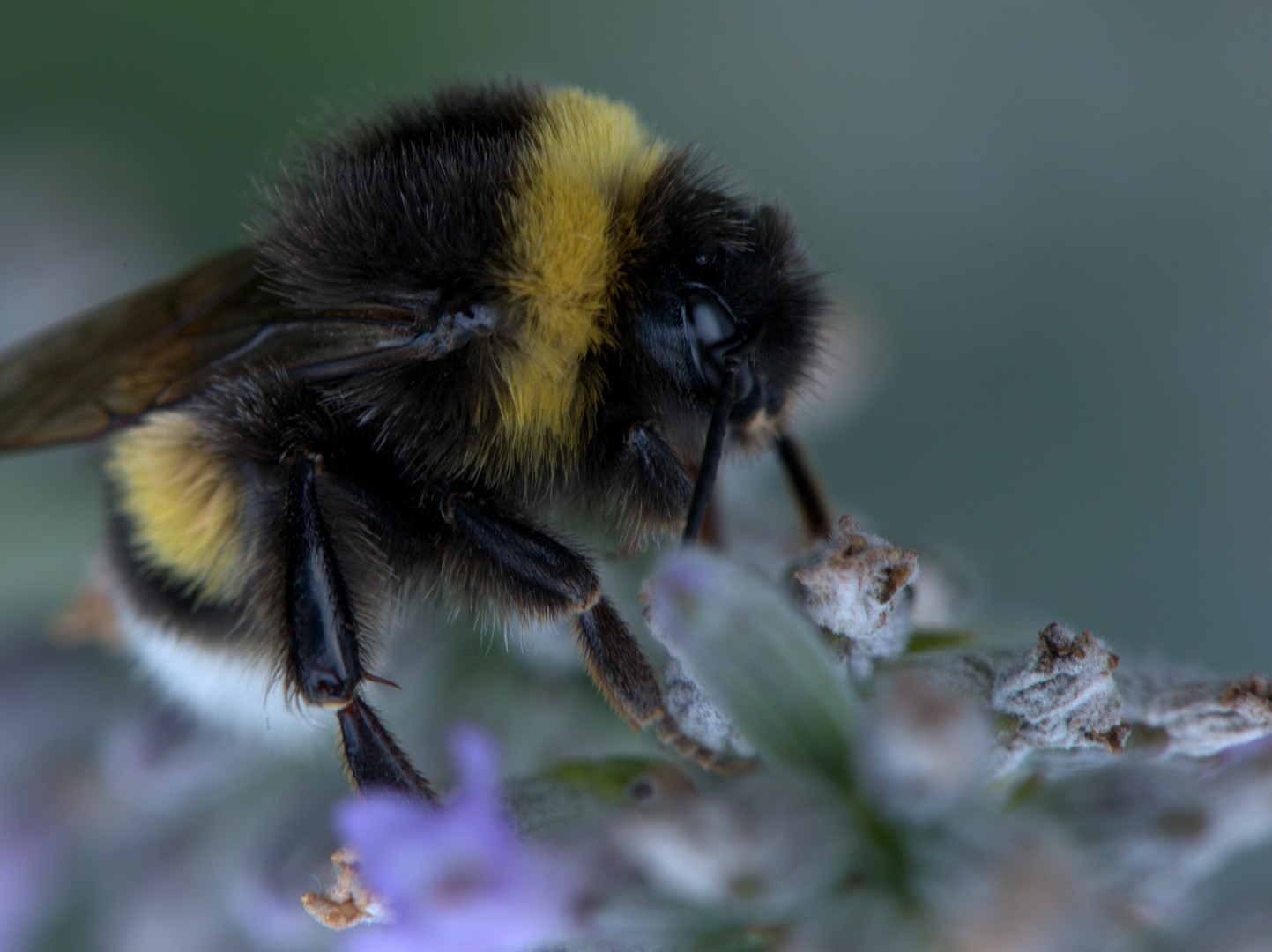 Hummel beim schlafen