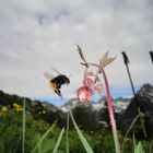 Hummel beim Schlemmen