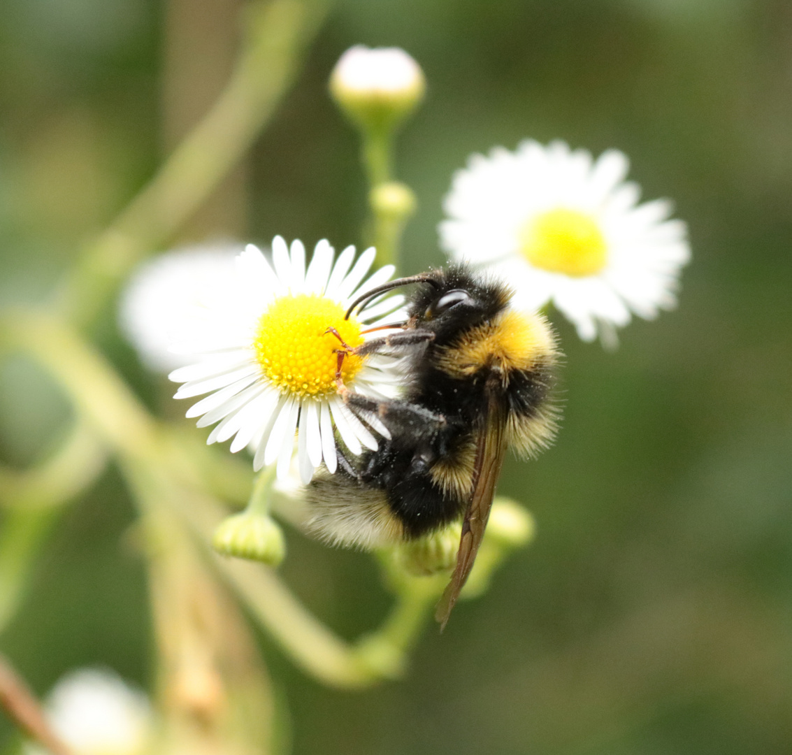 Hummel beim Schlemmern