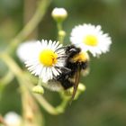 Hummel beim Schlemmern