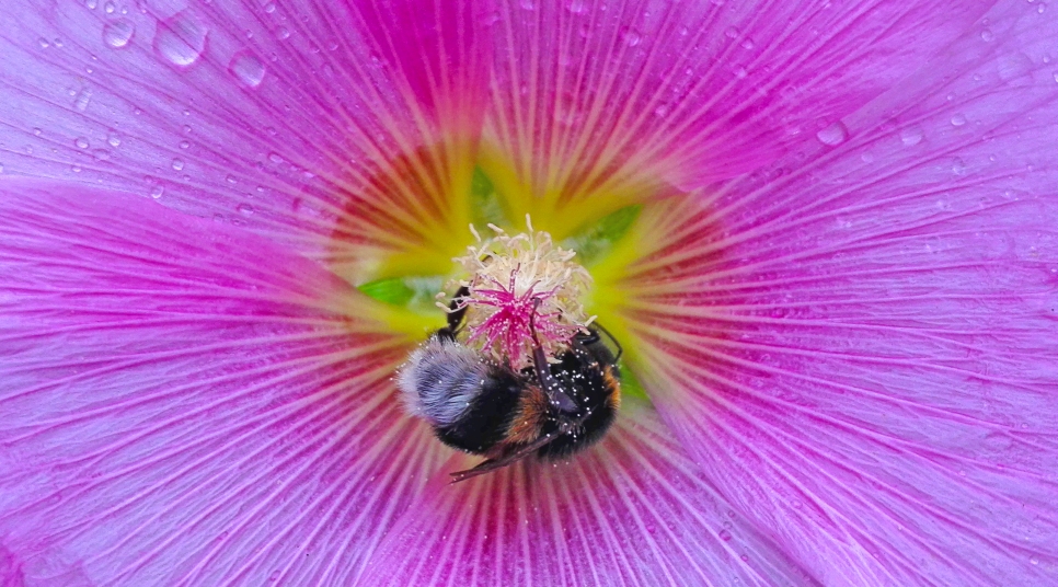 Hummel beim Sommerregen in einer Stockrose