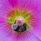 Hummel beim Sommerregen in einer Stockrose