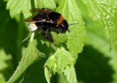 Hummel beim Sonnenbad