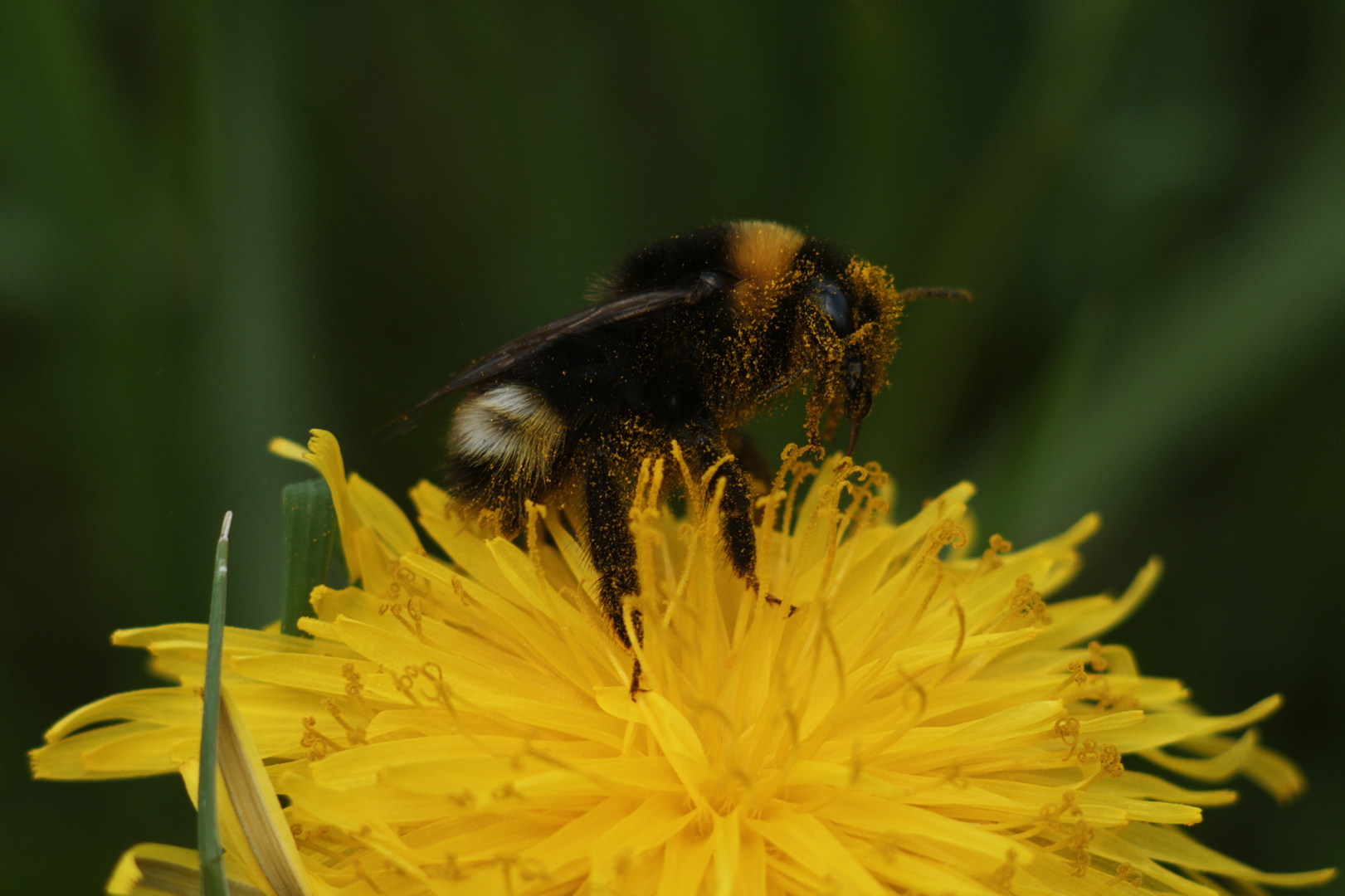 Hummel beim Spielen