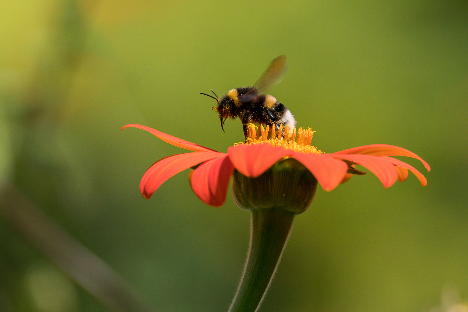 Hummel beim Start