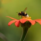 Hummel beim Start