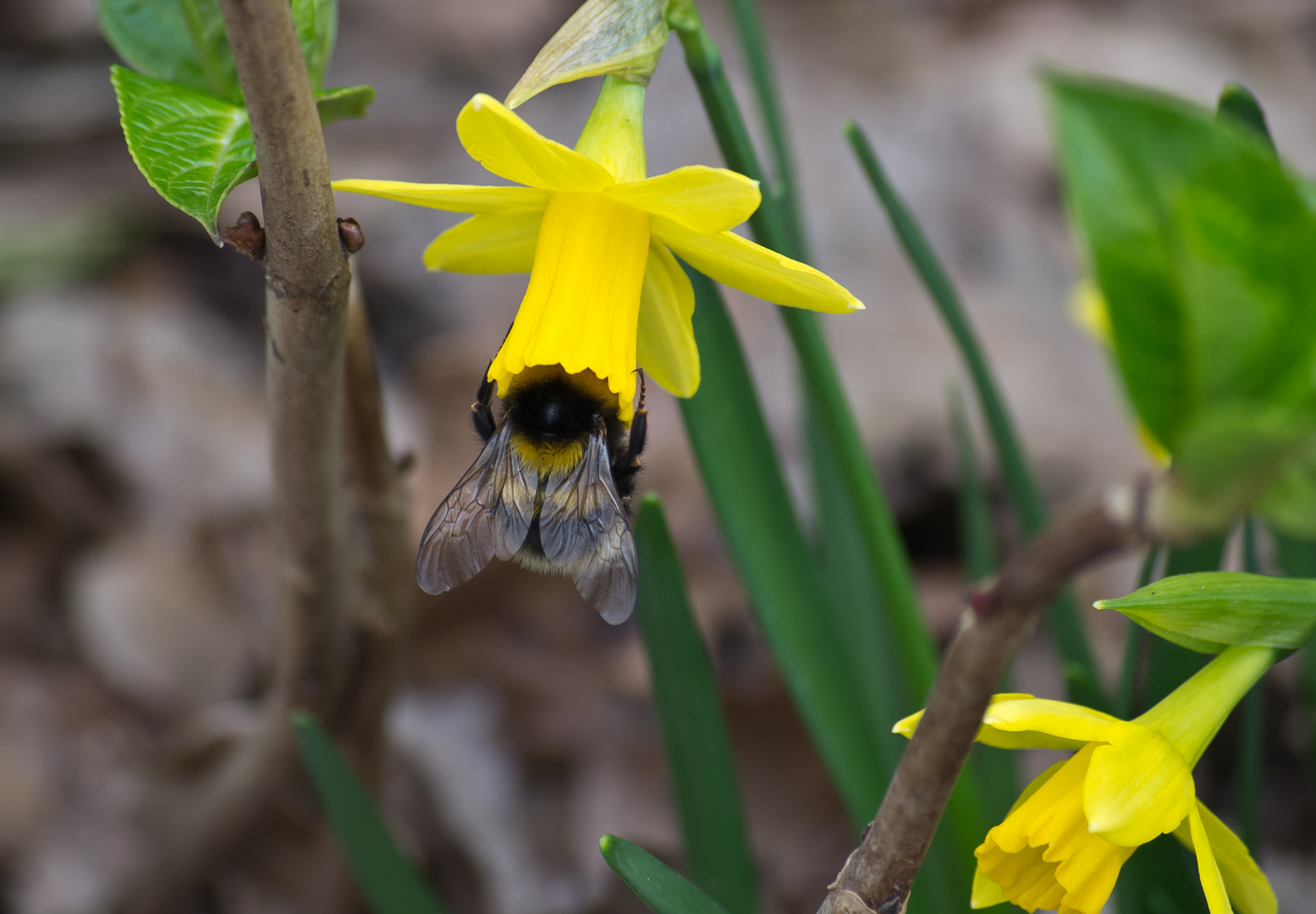 Hummel beim Tanken