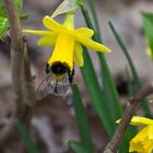 Hummel beim Tanken