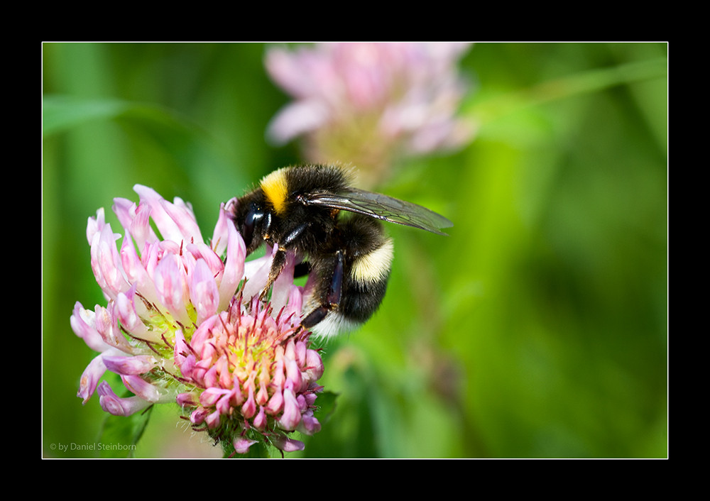 Hummel beim Tanken (1)