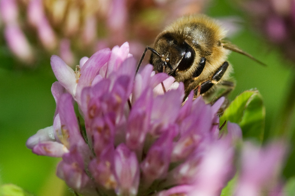 Hummel beim Tanken (2)