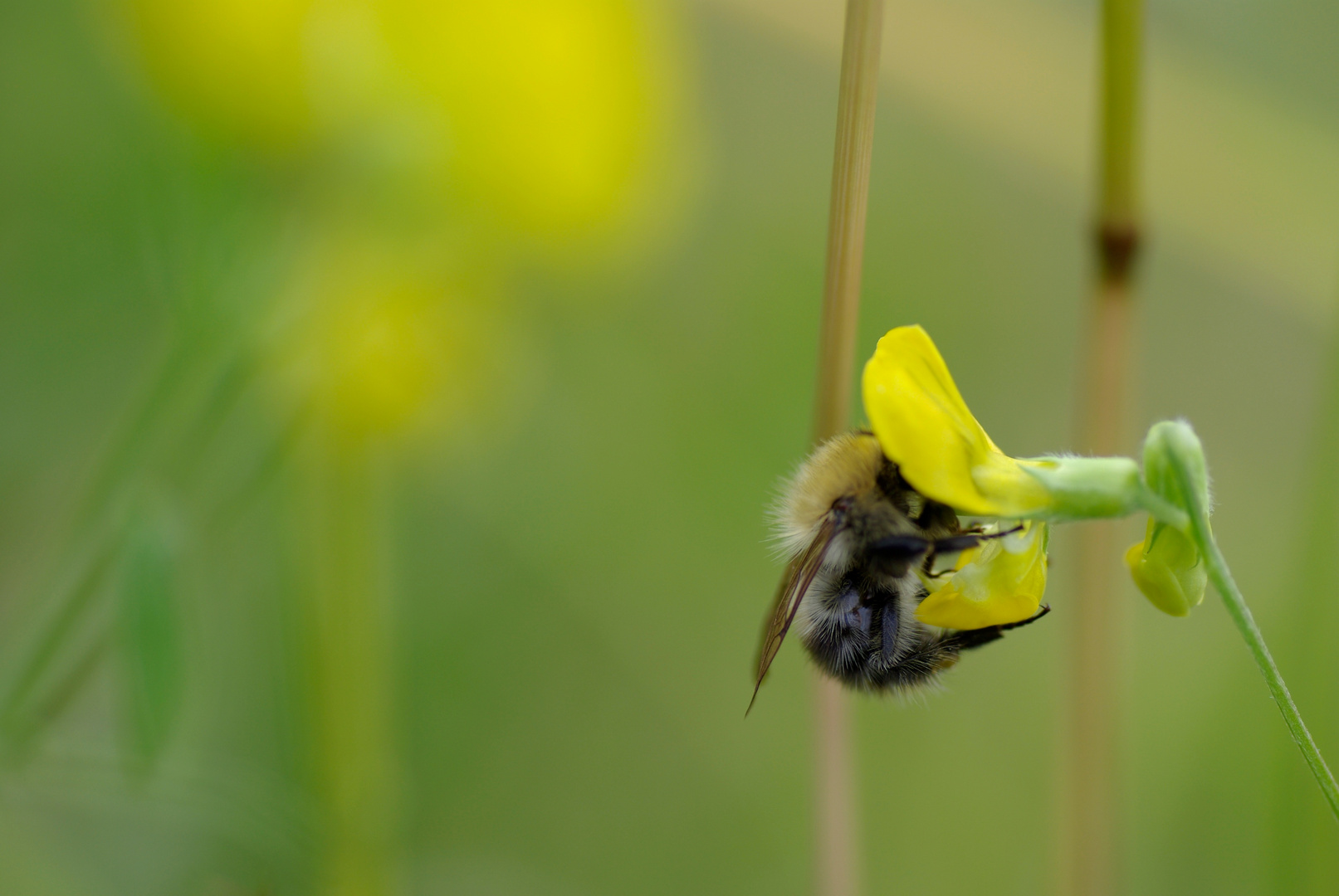 Hummel beim Tanken