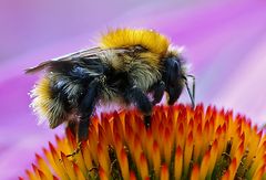 Hummel beim trinken