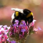 Hummel benutzt ihren Strohhalm