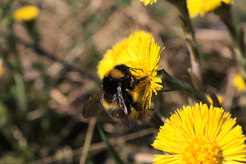 Hummel bestäubt Huflattich