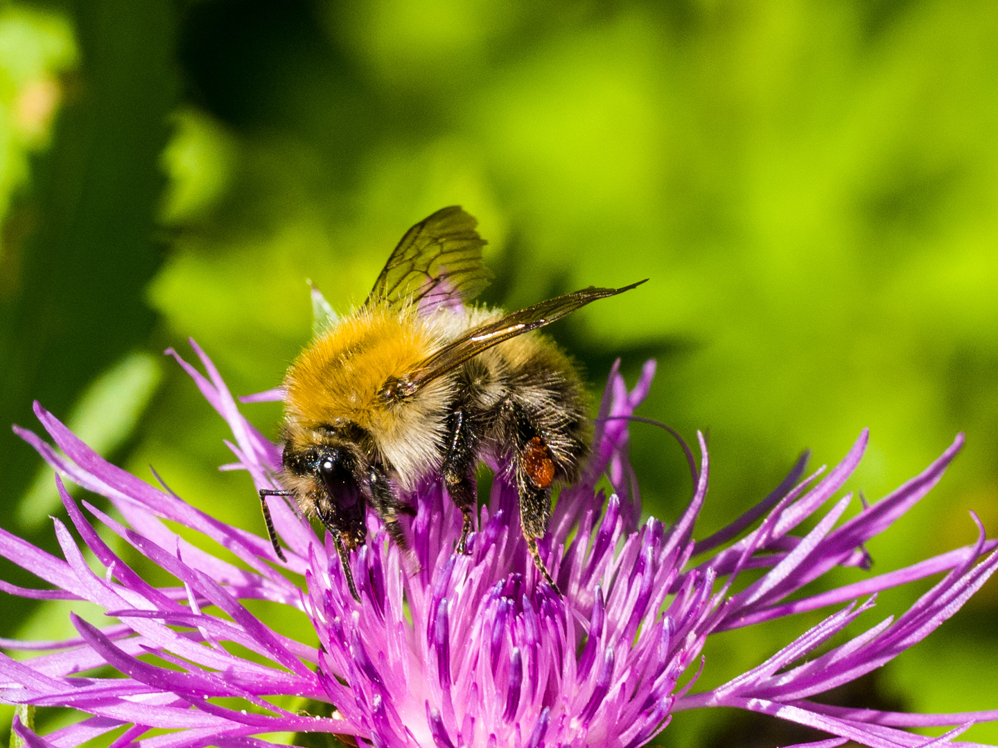 Hummel -Besuch 616-12-1