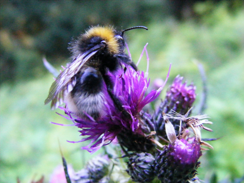 hummel besuch