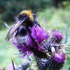 hummel besuch