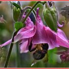 Hummel besucht Akelei