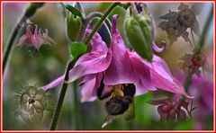 Hummel besucht Akelei