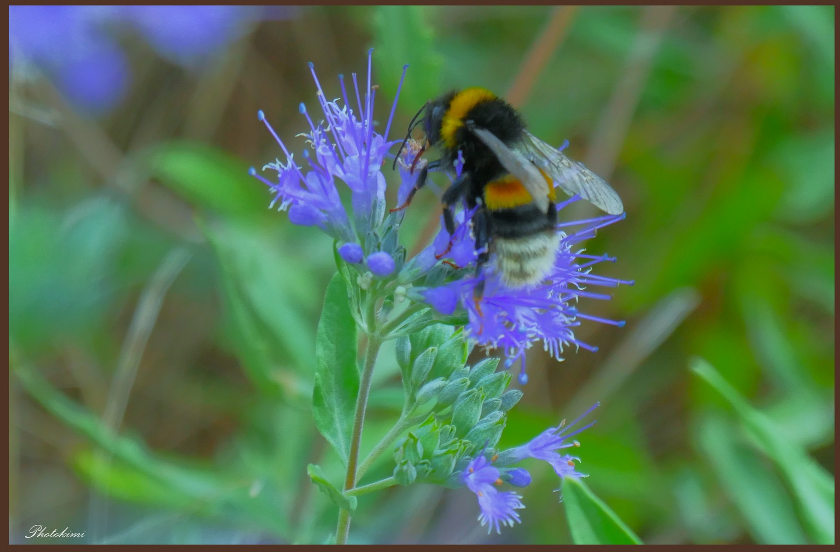 Hummel besucht Bartblume