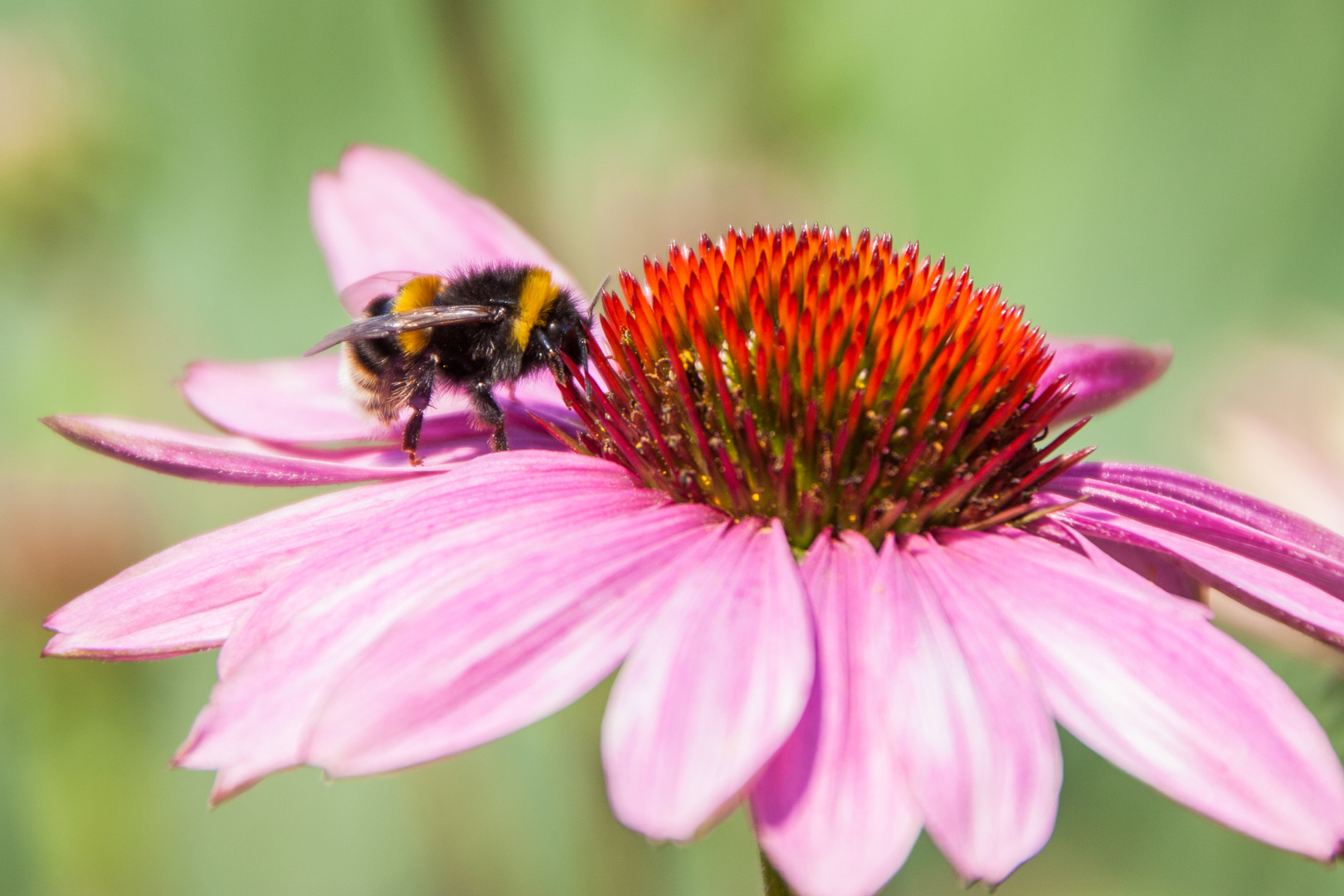 Hummel besucht Blume