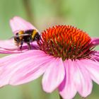 Hummel besucht Blume