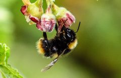 Hummel besucht die schwarze Johannisbeere 