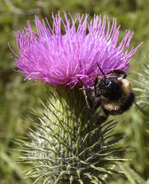 Hummel besucht Distelblüte