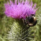 Hummel besucht Distelblüte