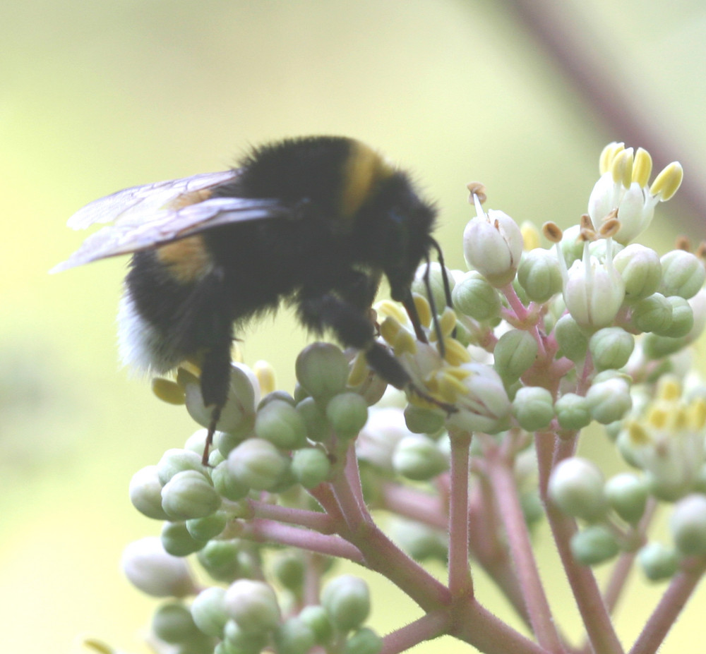 Hummel besucht Euodia-(Bienenbaum) blüte