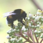 Hummel besucht Euodia-(Bienenbaum) blüte