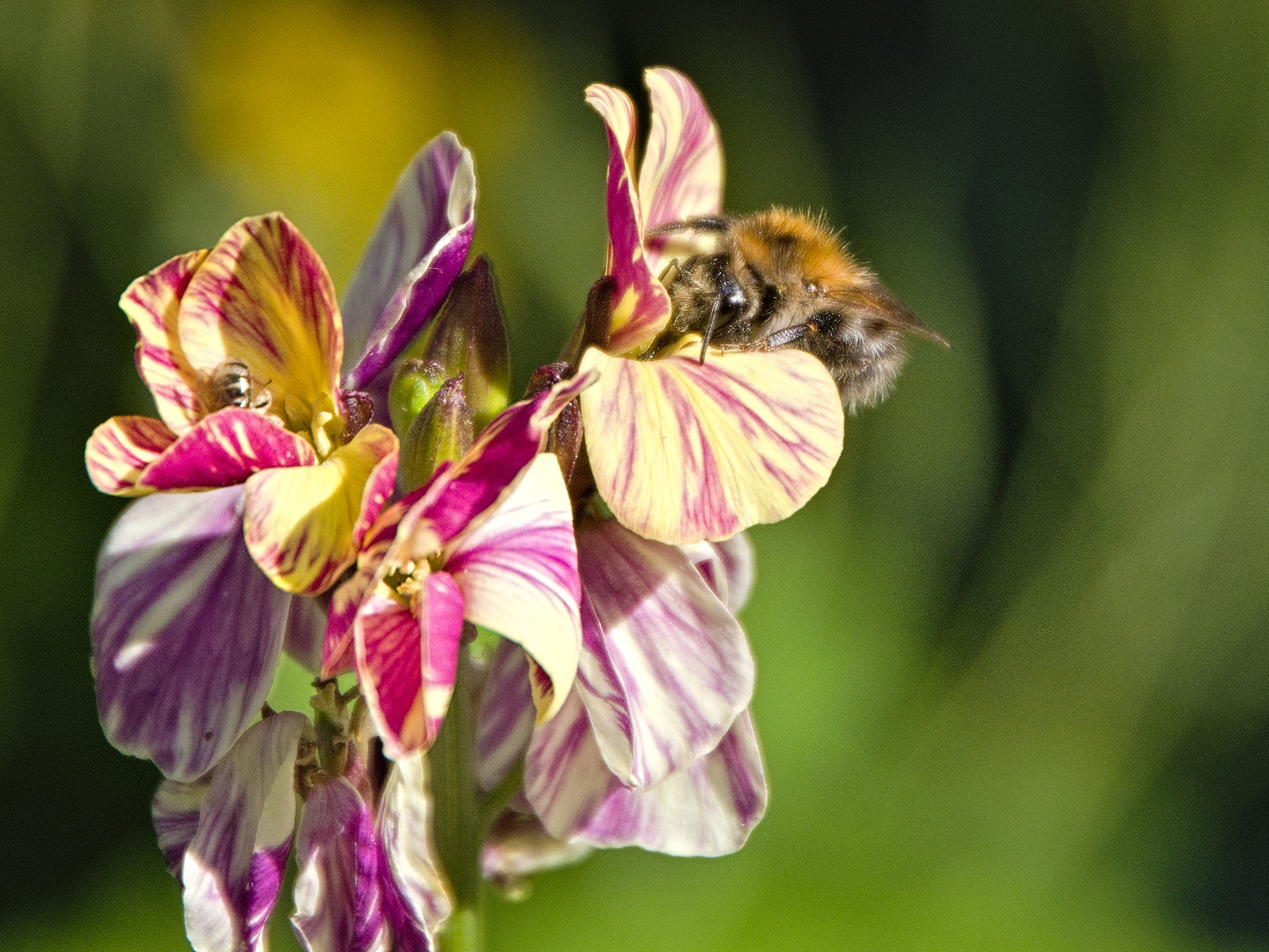 Hummel besucht Goldlack