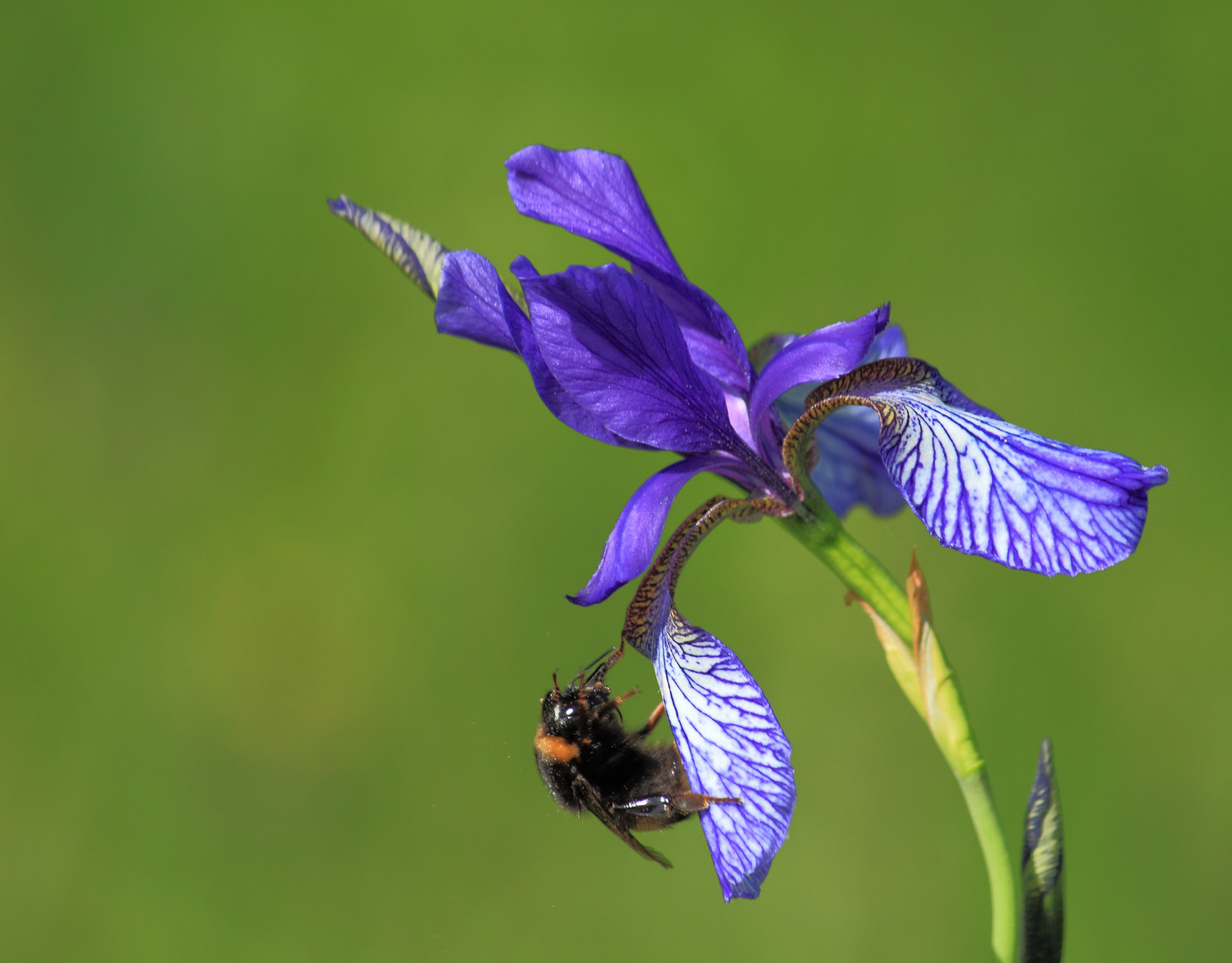 Hummel besucht Iris