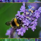 Hummel besucht Lavendel