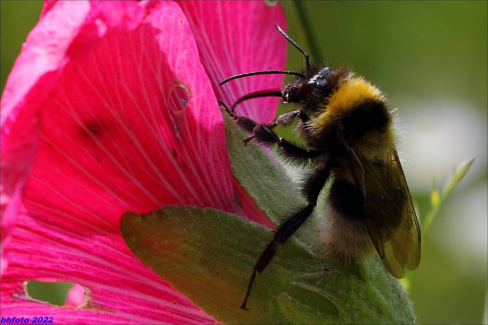 Hummel besucht Malve